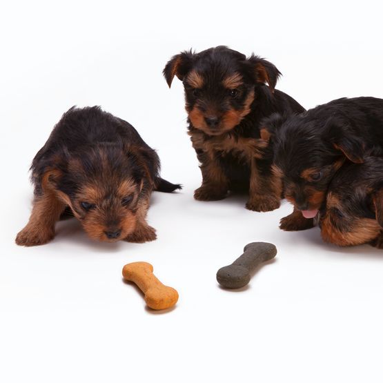 Pet Food